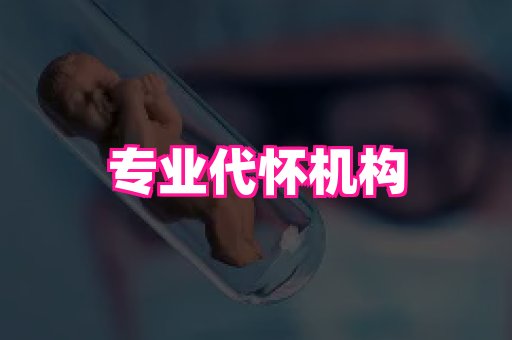swisee孕网 3